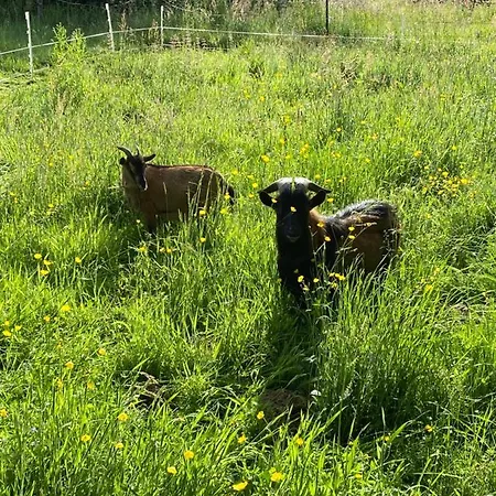 Le Domaine Caribou Sainte-Opportune-la-Mare